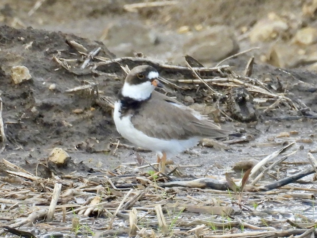 Semipalmated Plover - Isaac Petrowitz