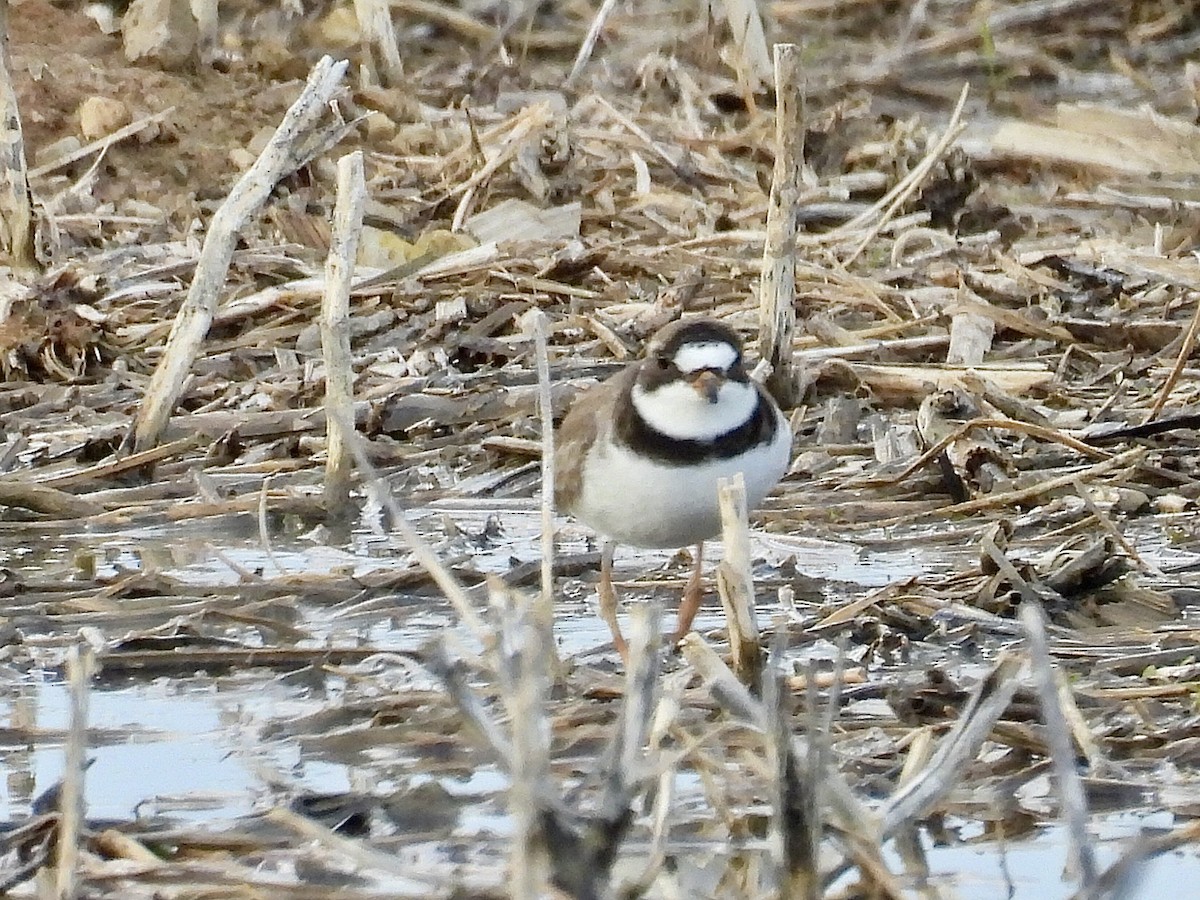 Semipalmated Plover - Isaac Petrowitz