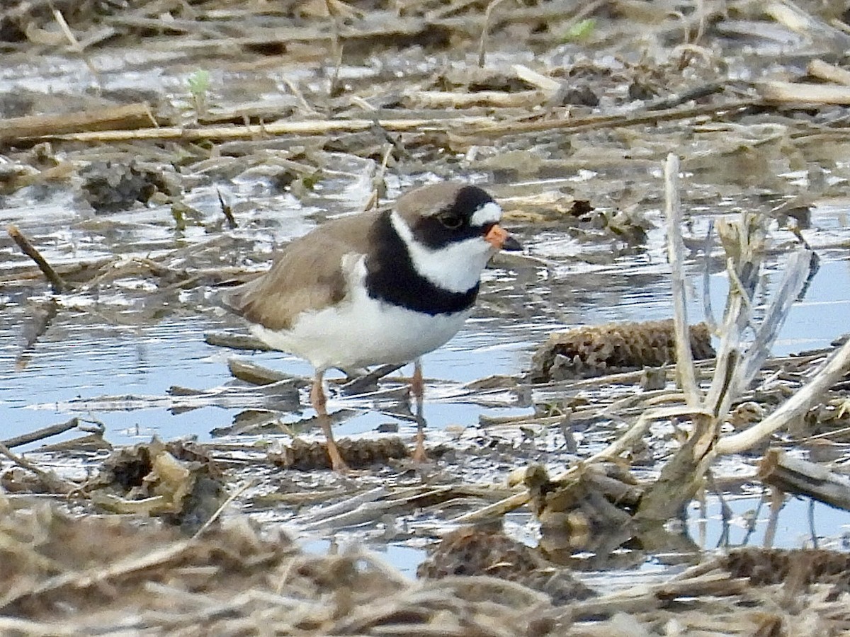 Semipalmated Plover - Isaac Petrowitz