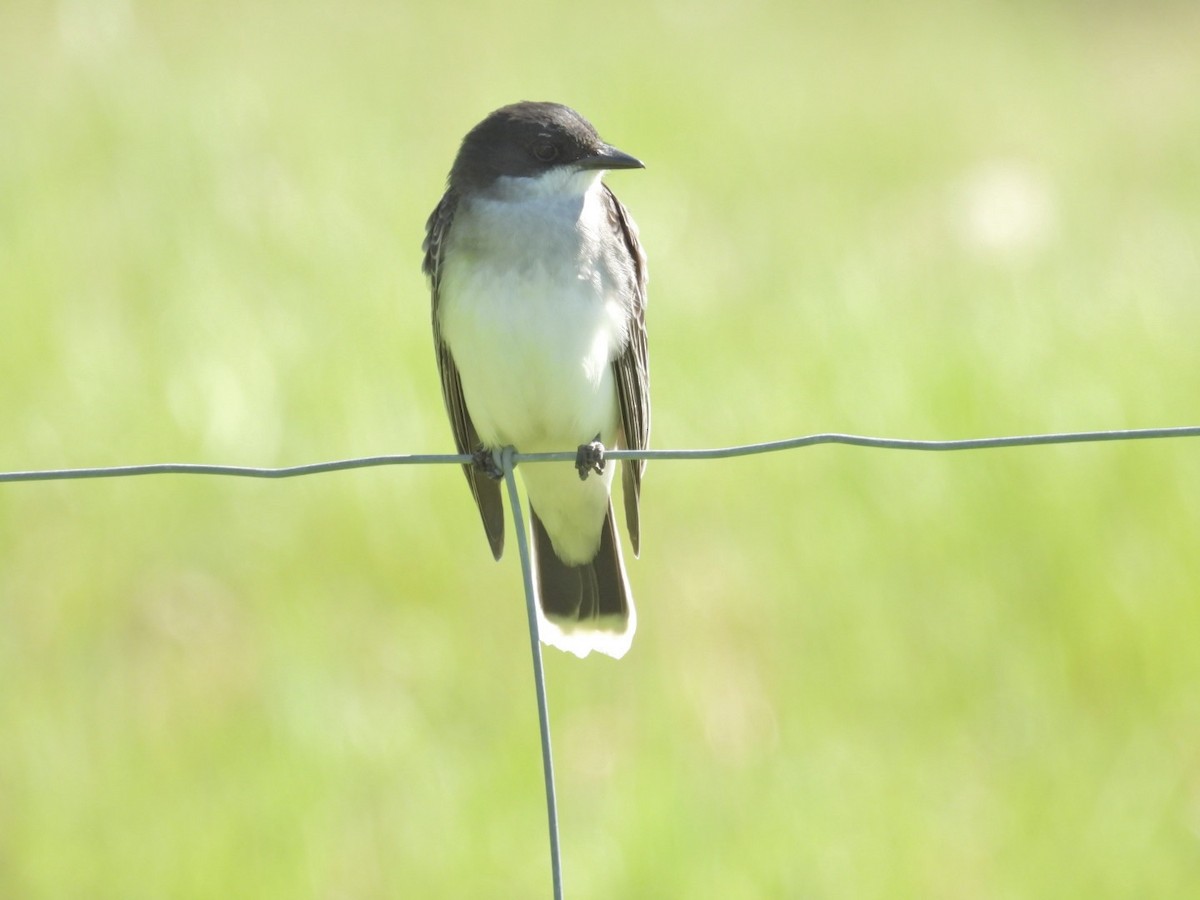 Eastern Kingbird - Deb Diane