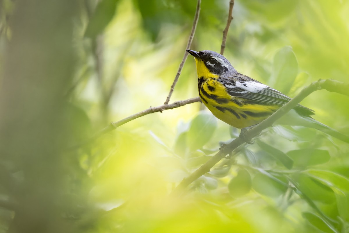 Magnolia Warbler - Mitchell Goldfarb