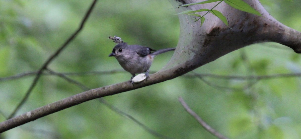 Tufted Titmouse - Frank McCulley