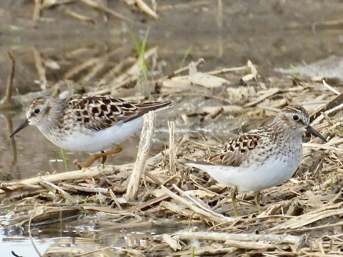 Least Sandpiper - Isaac Petrowitz