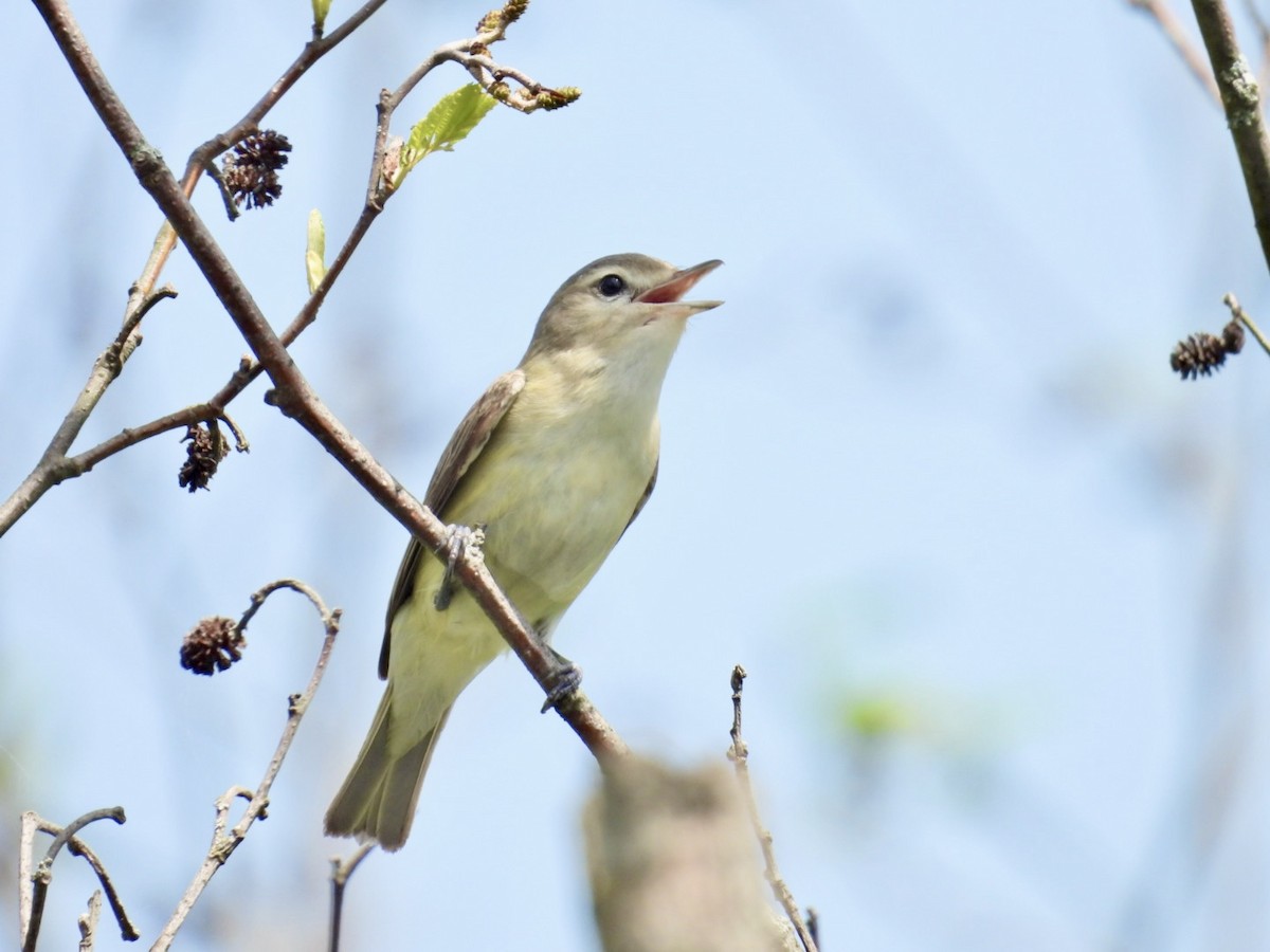 Warbling Vireo - Deb Diane