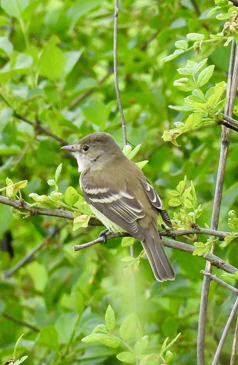 Willow Flycatcher - Isaac Petrowitz