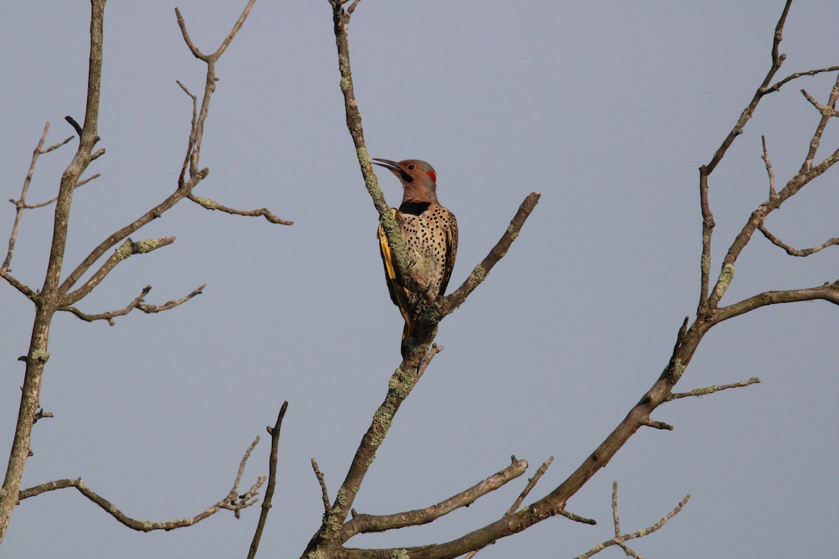 Northern Flicker - Kevin Wistrom