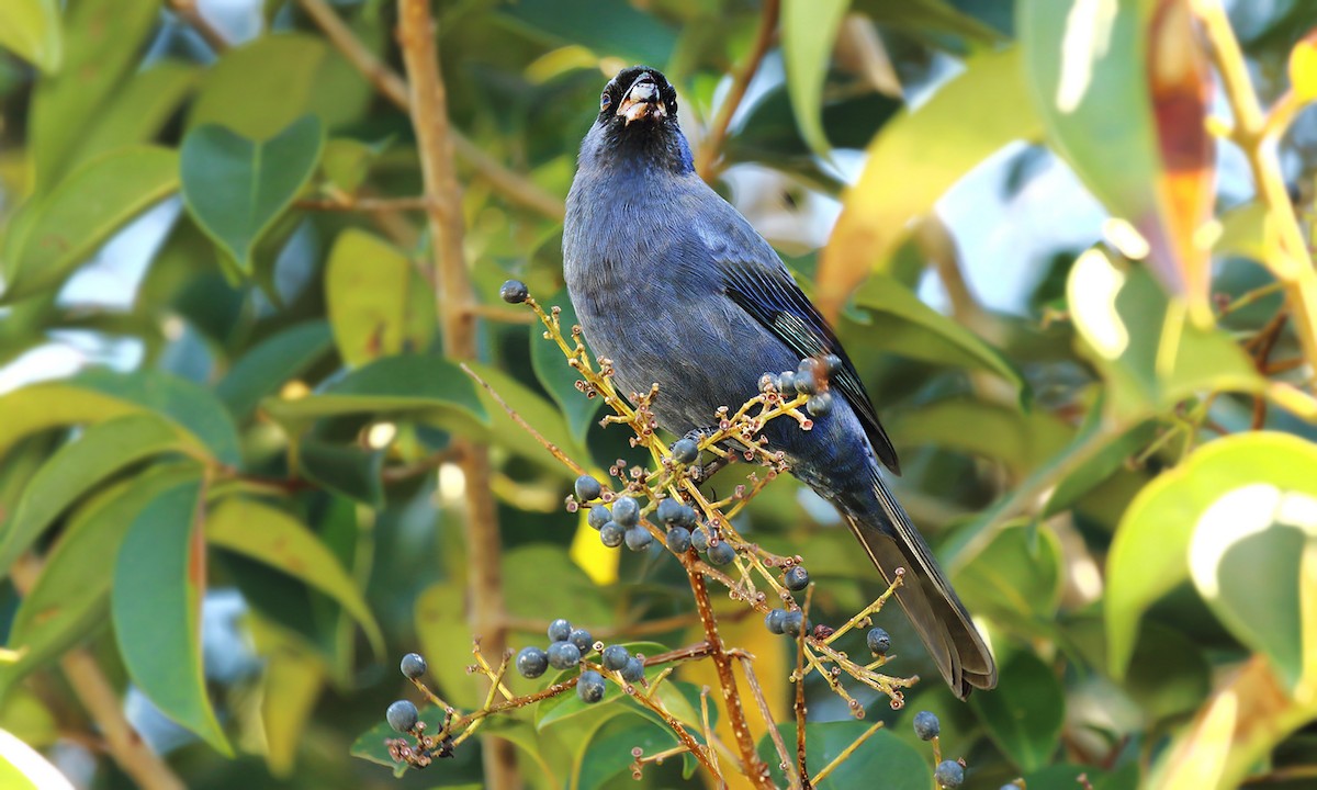 Diademed Tanager - Adrián Braidotti