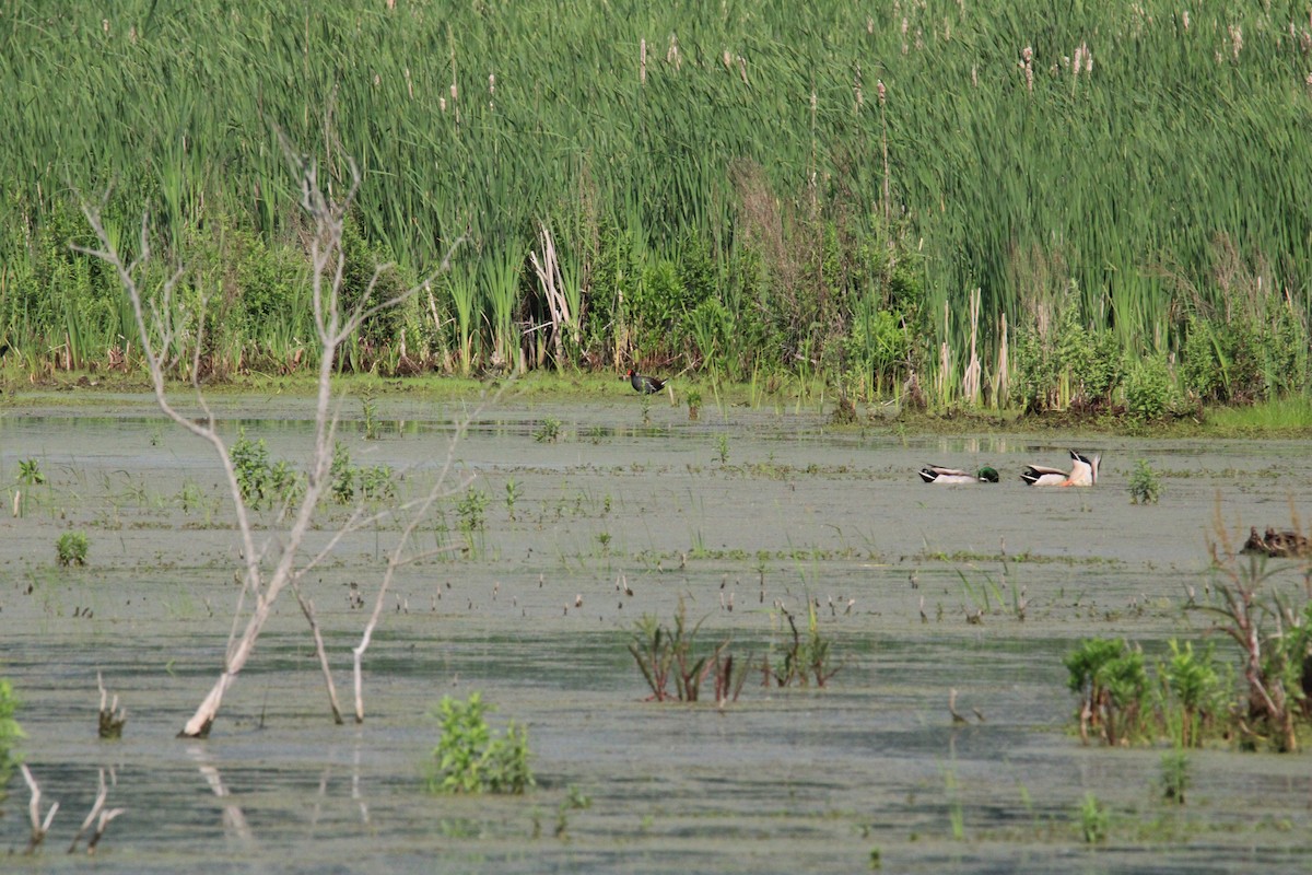 Common Gallinule - Kevin Wistrom