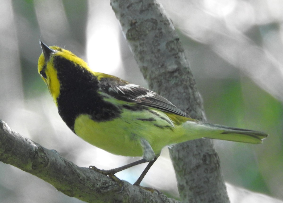 Black-throated Green Warbler - Janet Pellegrini