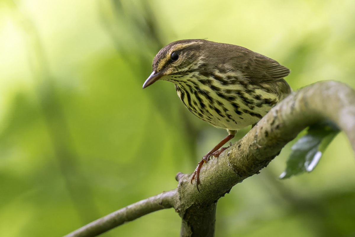 Northern Waterthrush - ML619511582