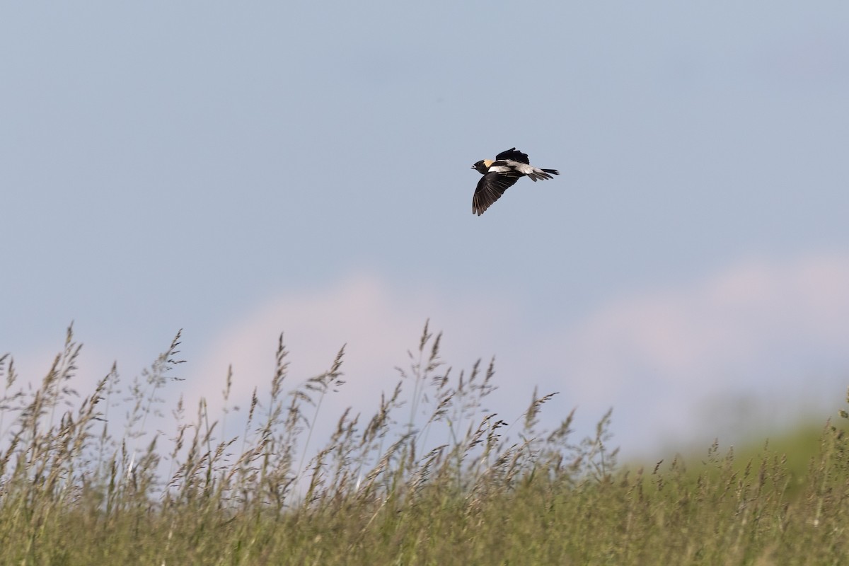 Bobolink - Aaron Kuiper