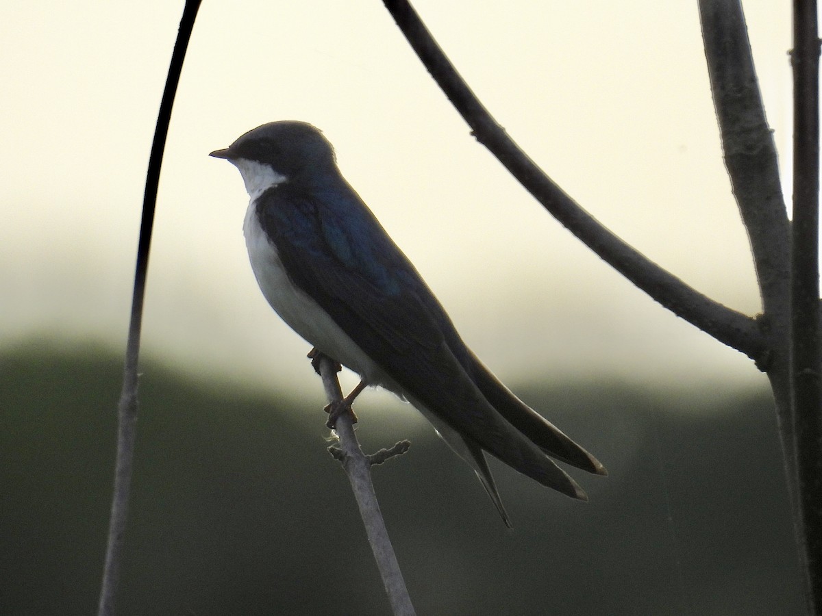 Tree Swallow - Isaac Petrowitz