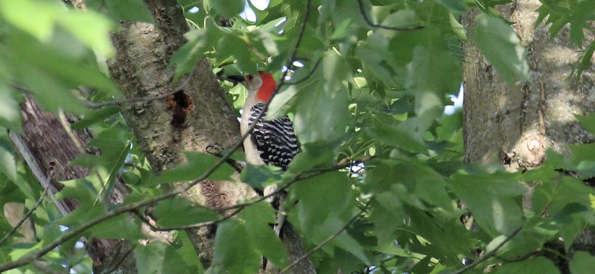Red-bellied Woodpecker - Frank McCulley