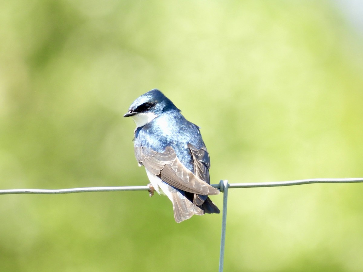 Tree Swallow - Deb Diane