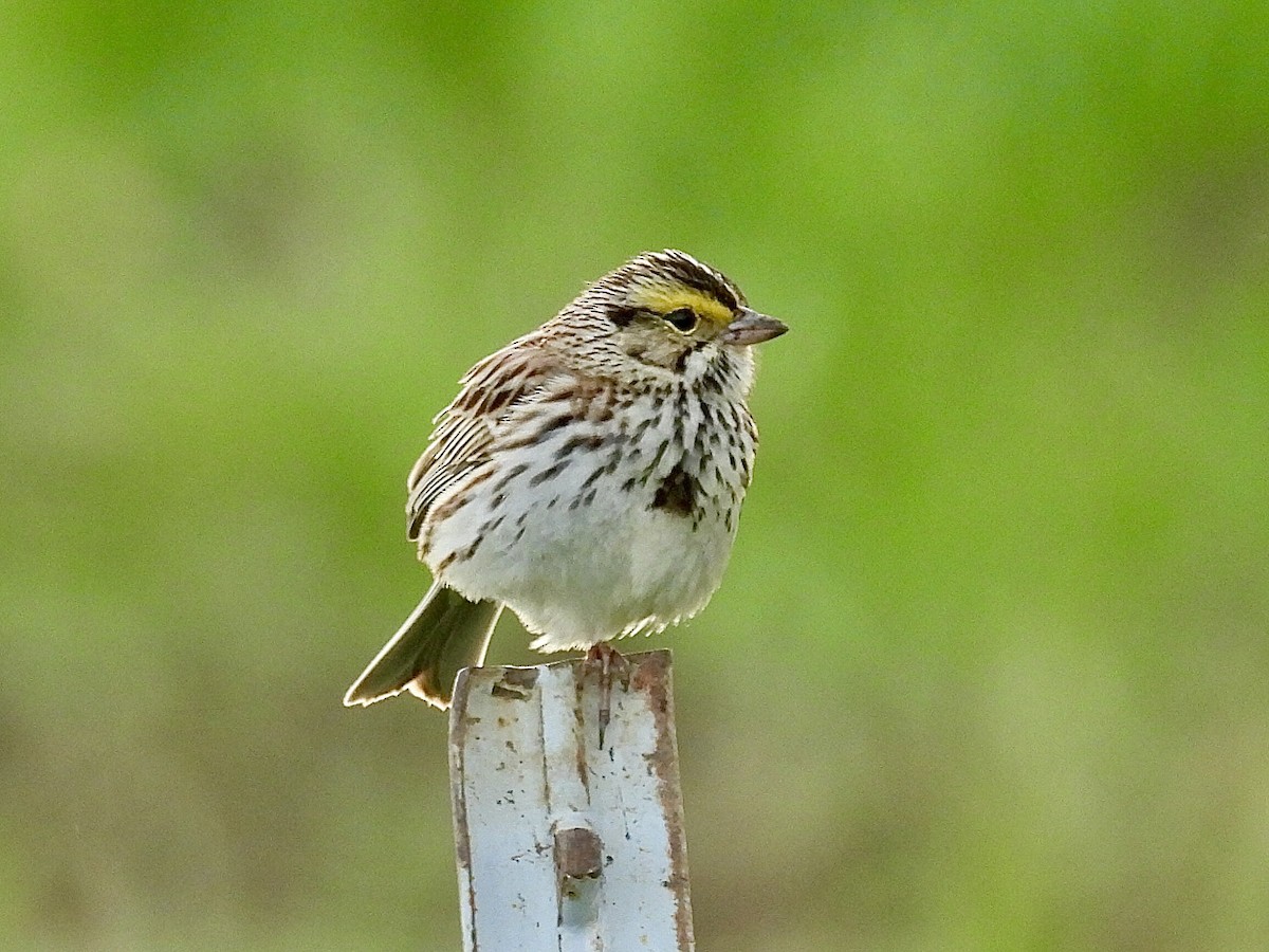 Savannah Sparrow - Isaac Petrowitz