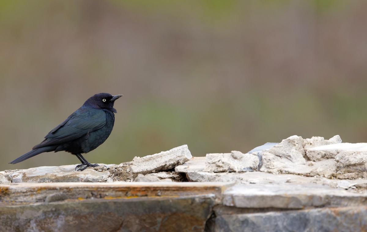 Brewer's Blackbird - Braydon Luikart