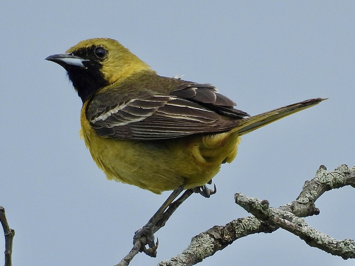 Orchard Oriole - Isaac Petrowitz