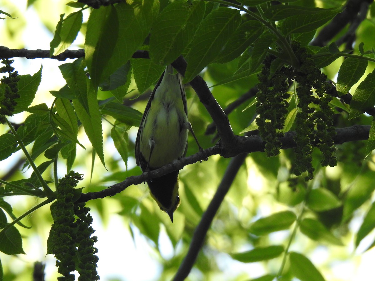 Black-throated Green Warbler - Janet Pellegrini