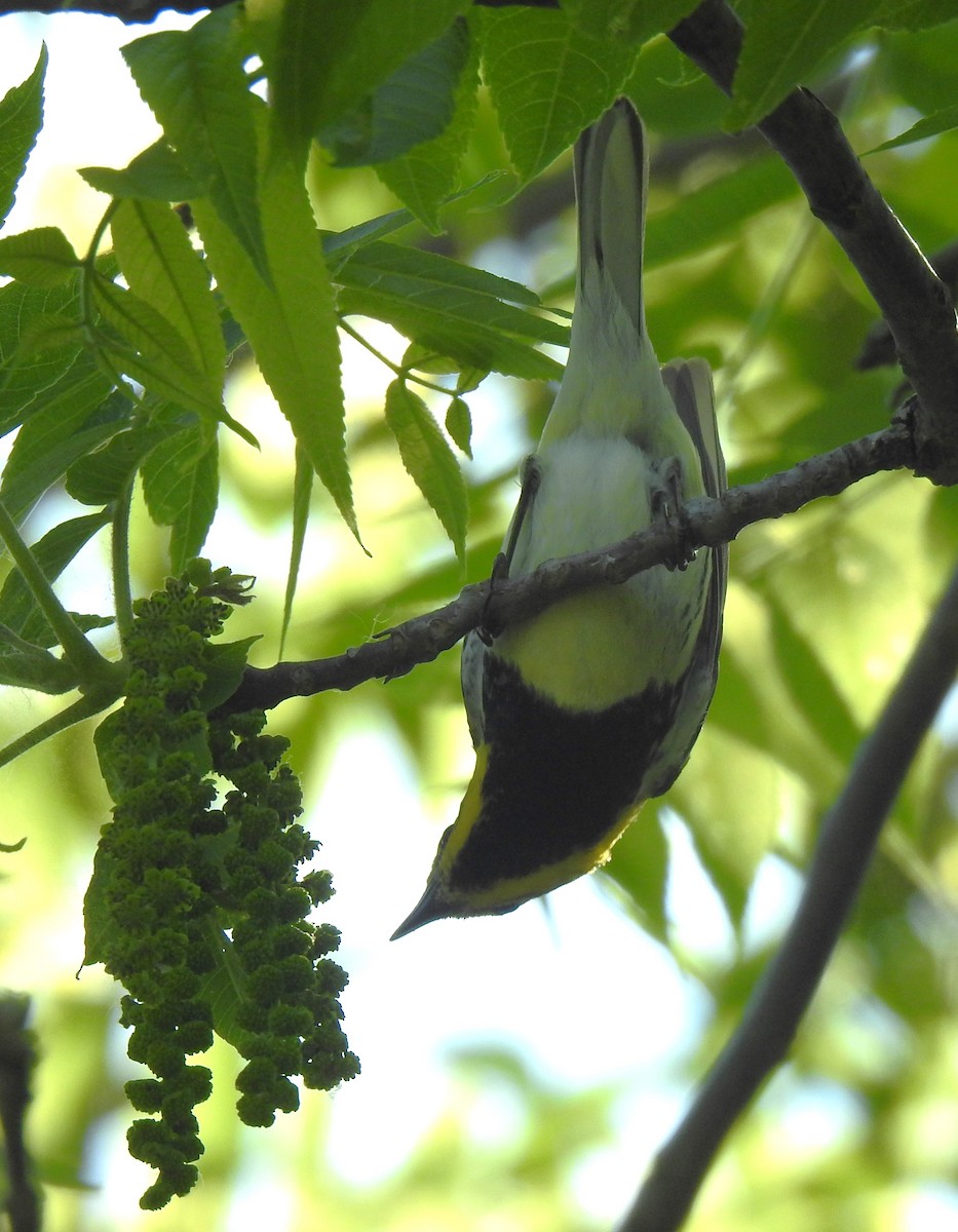 Black-throated Green Warbler - Janet Pellegrini