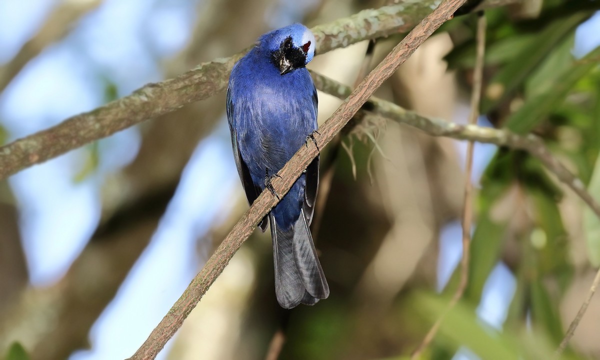 Diademed Tanager - Adrián Braidotti