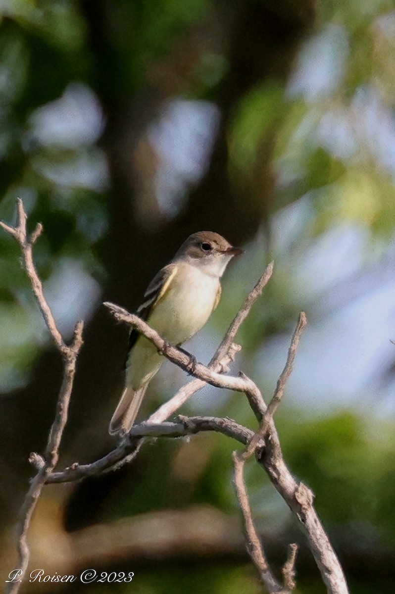 Willow Flycatcher - Paul Roisen