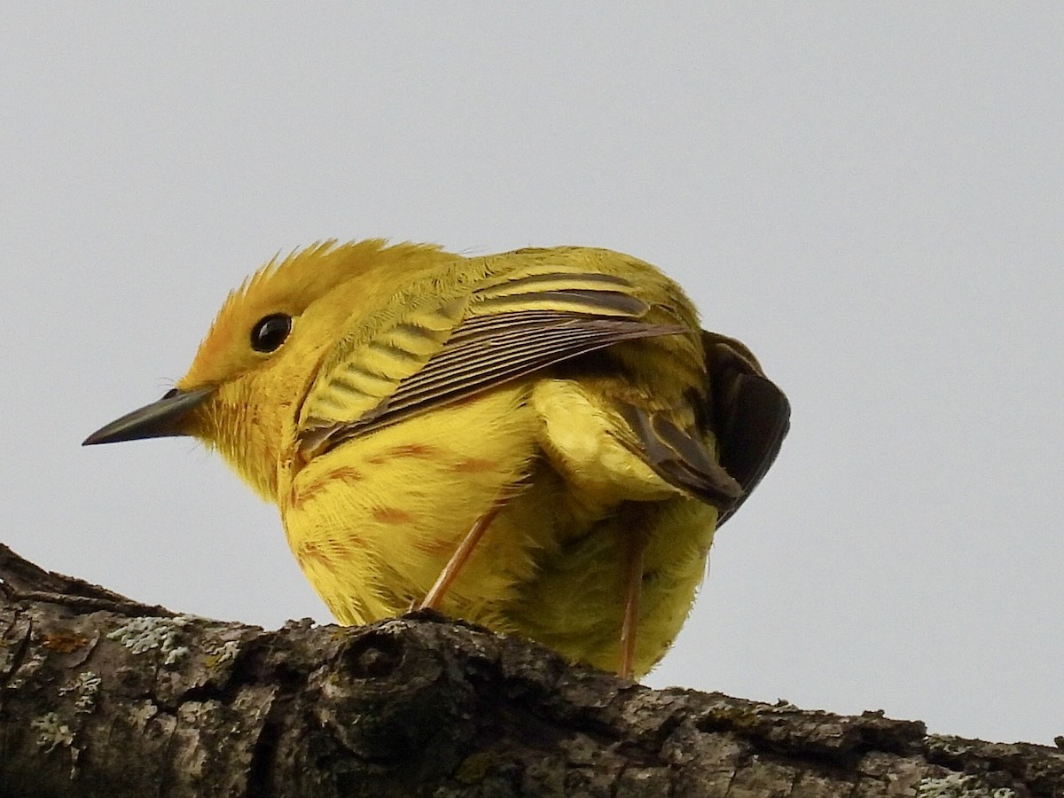 Yellow Warbler - Isaac Petrowitz