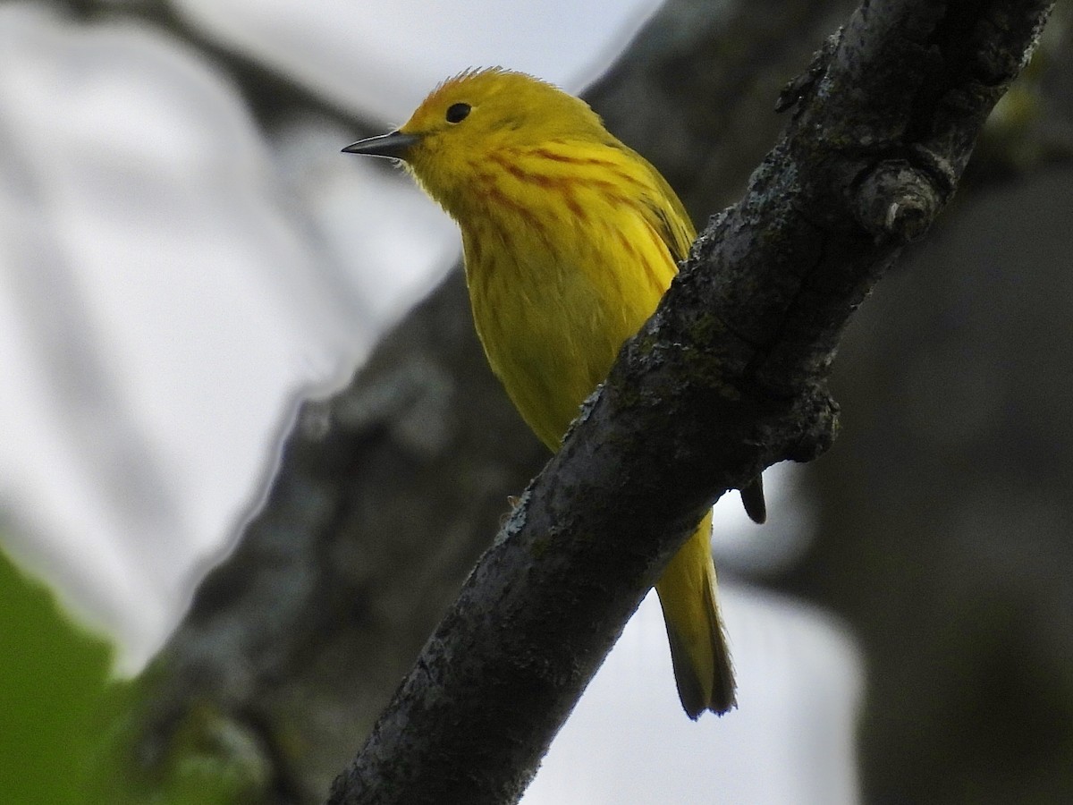 Yellow Warbler - Isaac Petrowitz