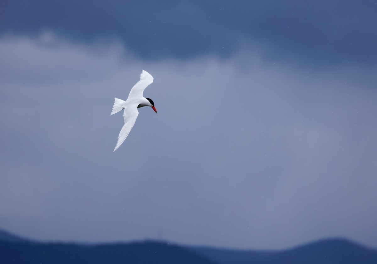 Caspian Tern - ML619511609