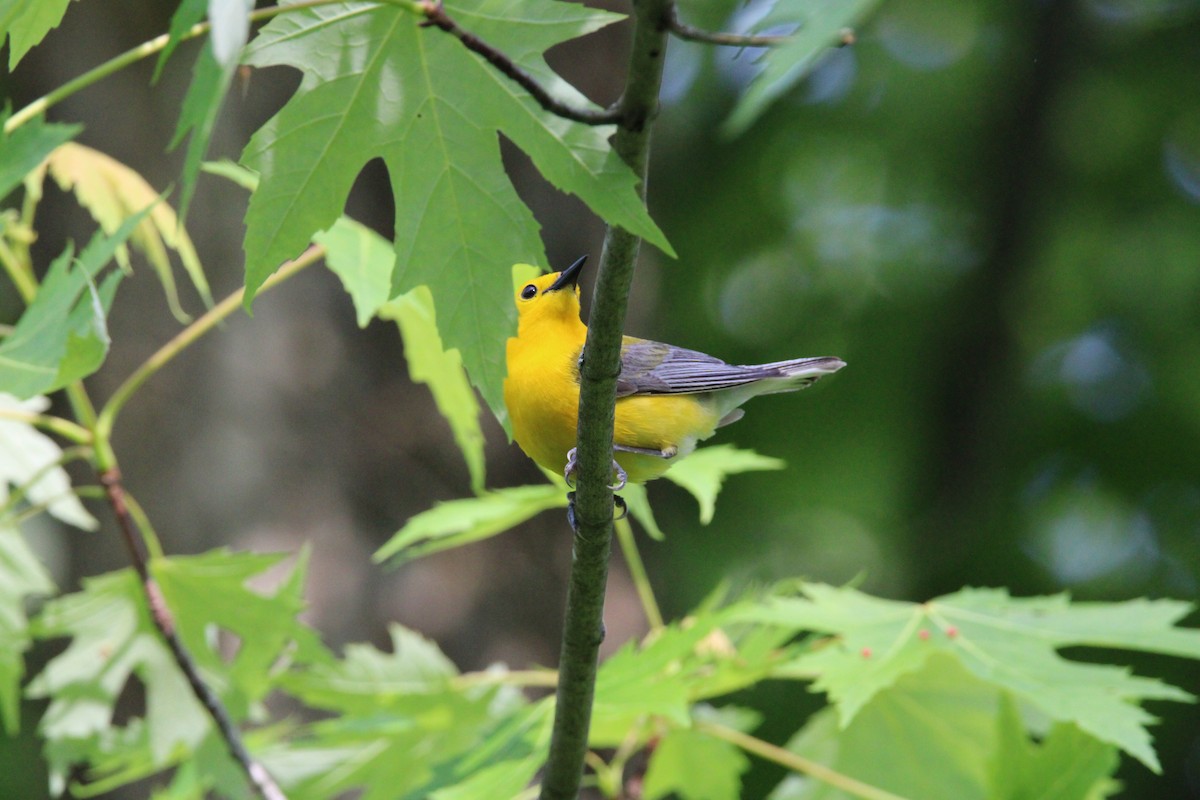 Prothonotary Warbler - Kevin Wistrom