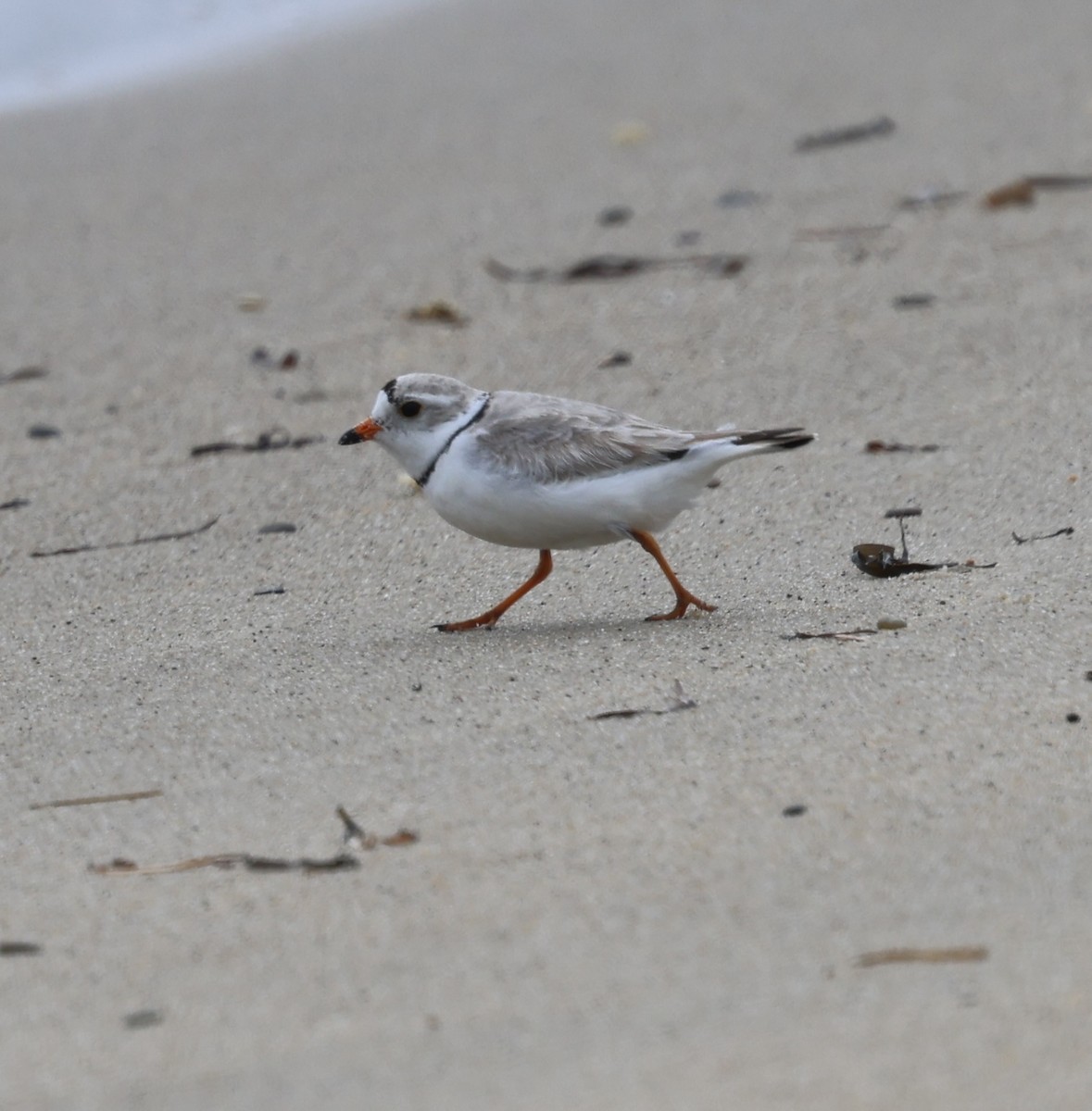 Piping Plover - burton balkind