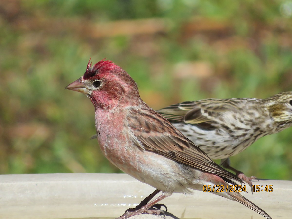 Cassin's Finch - Anonymous