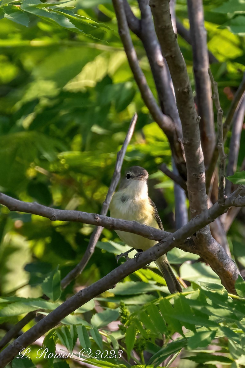 Bell's Vireo - Paul Roisen