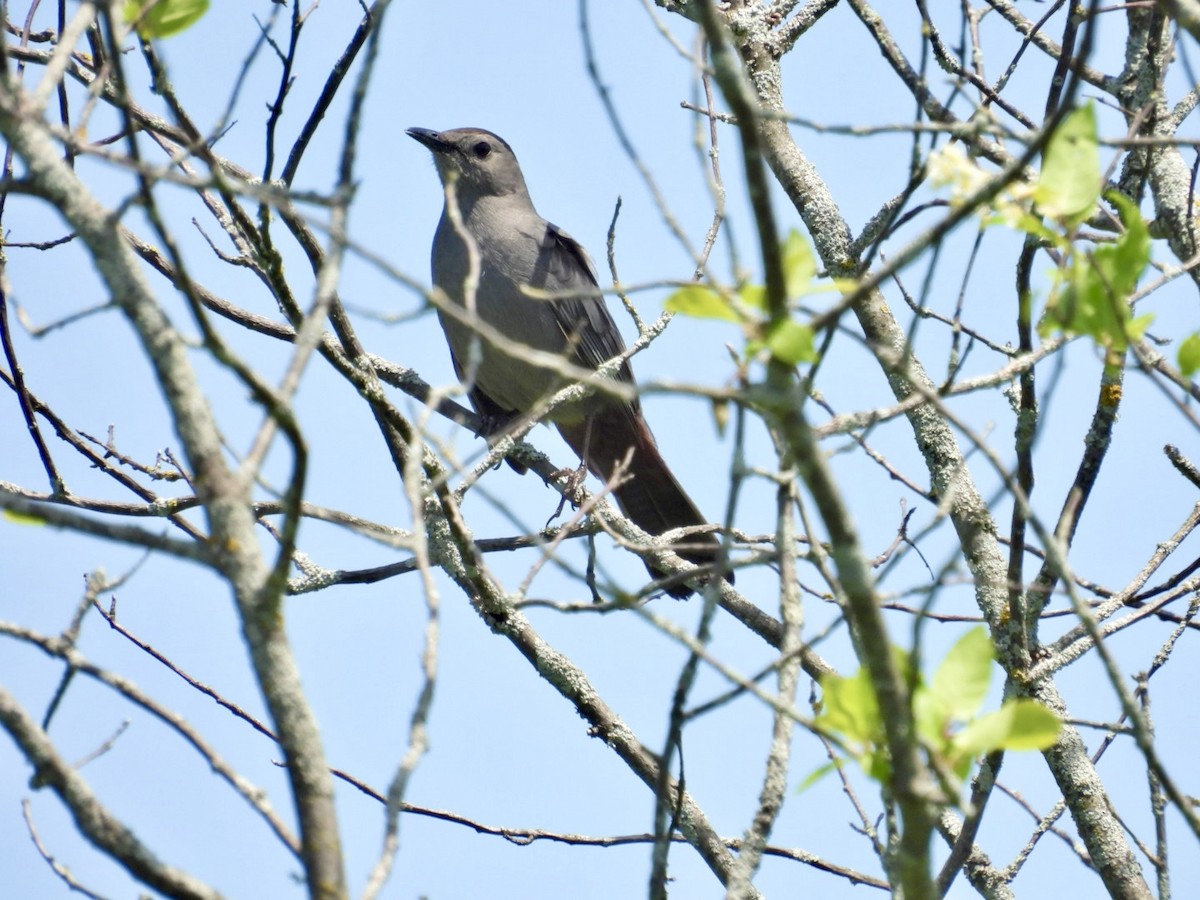 Gray Catbird - Deb Diane