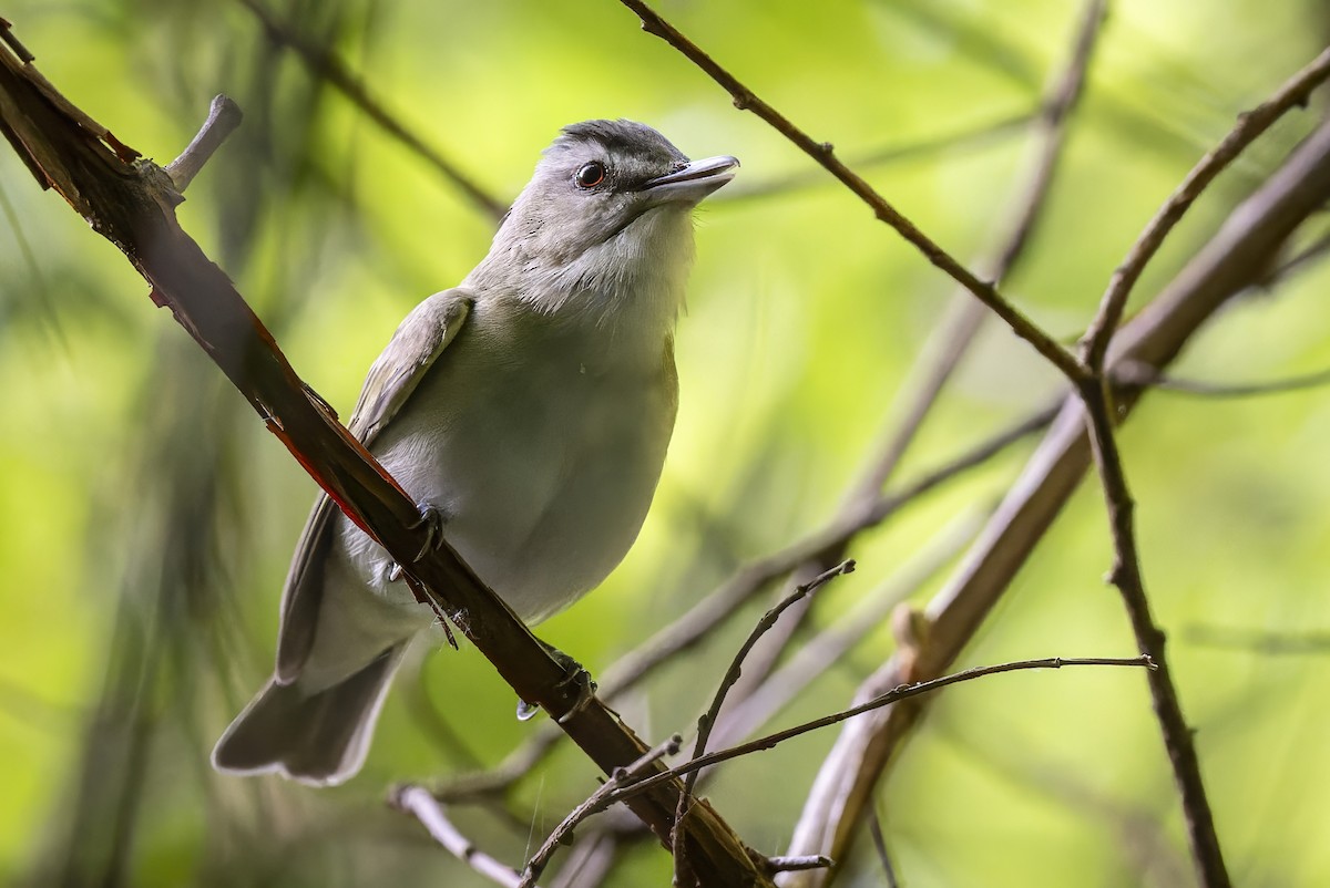 Red-eyed Vireo - Mitchell Goldfarb