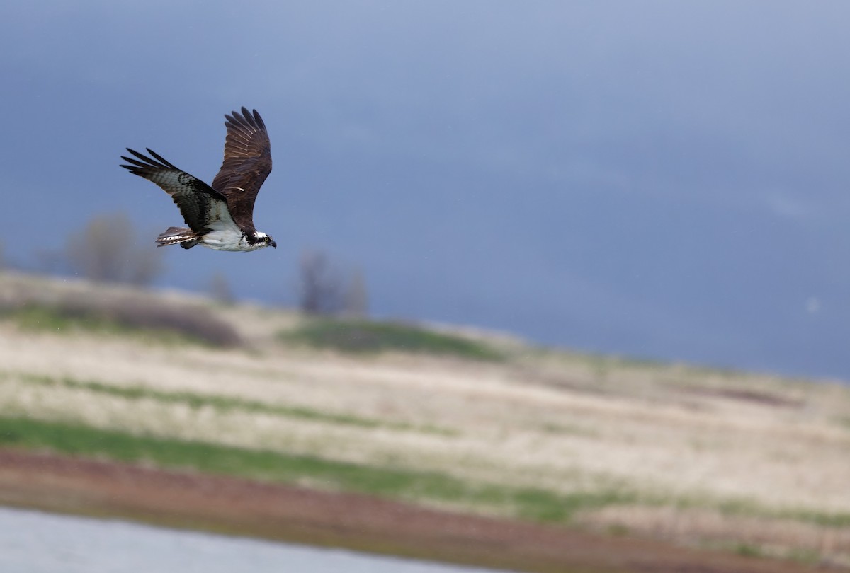 Águila Pescadora (carolinensis) - ML619511620