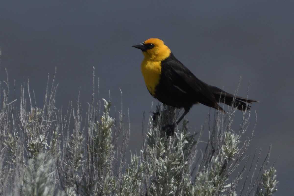 Yellow-headed Blackbird - Pat McGrane