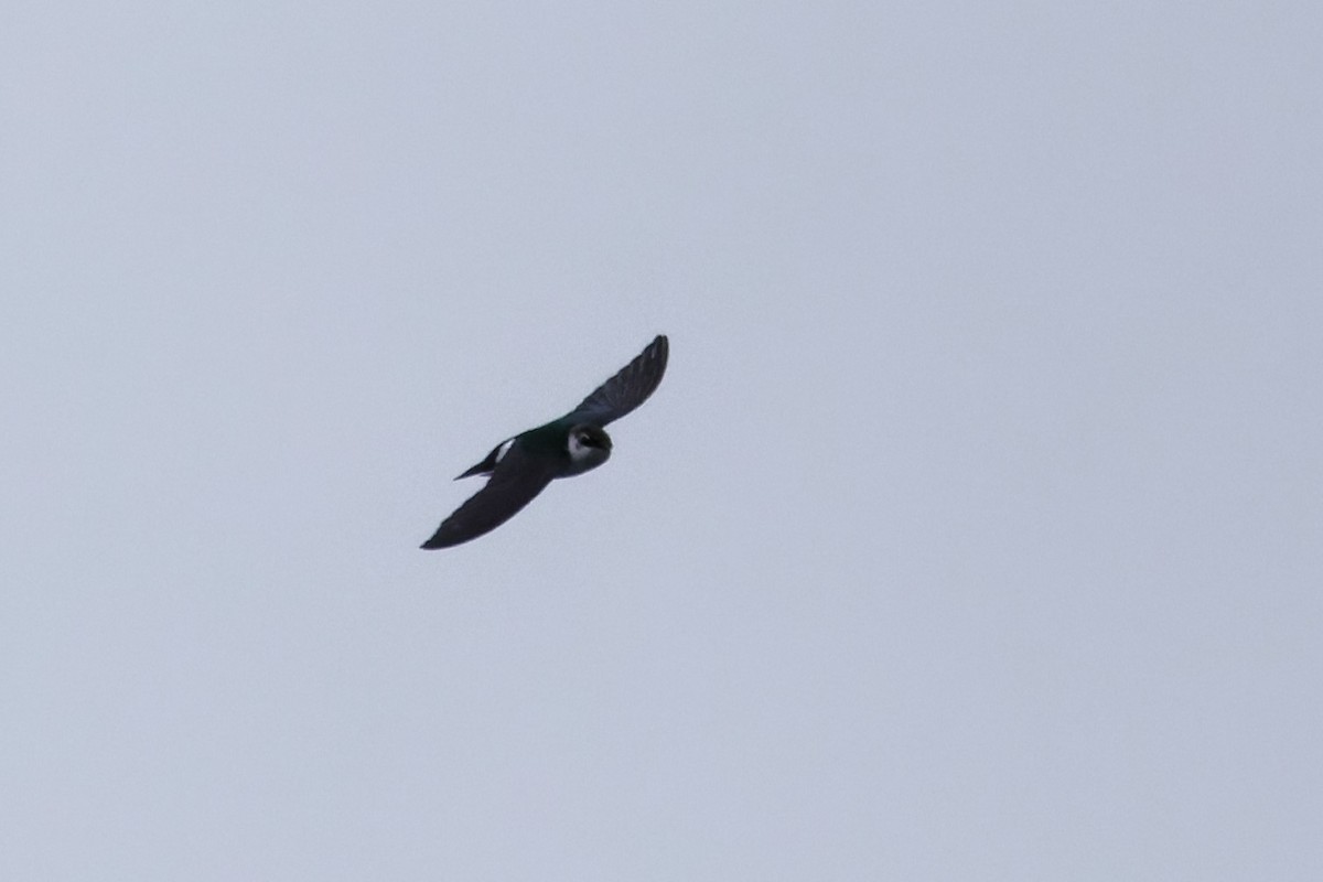Violet-green Swallow - Braydon Luikart