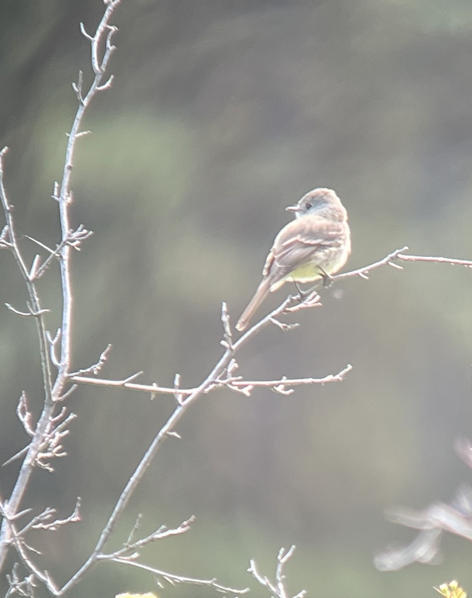 Hammond's Flycatcher - ML619511626