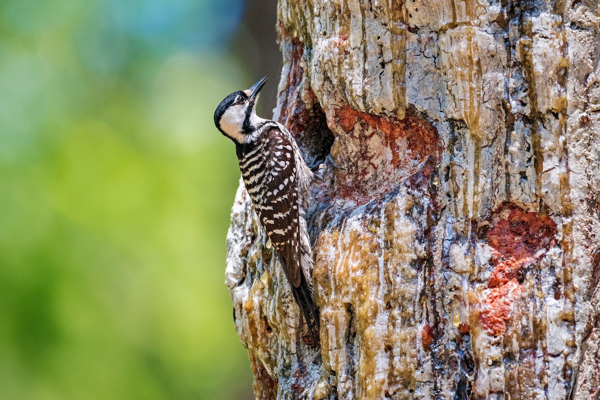 Red-cockaded Woodpecker - Richard Pockat