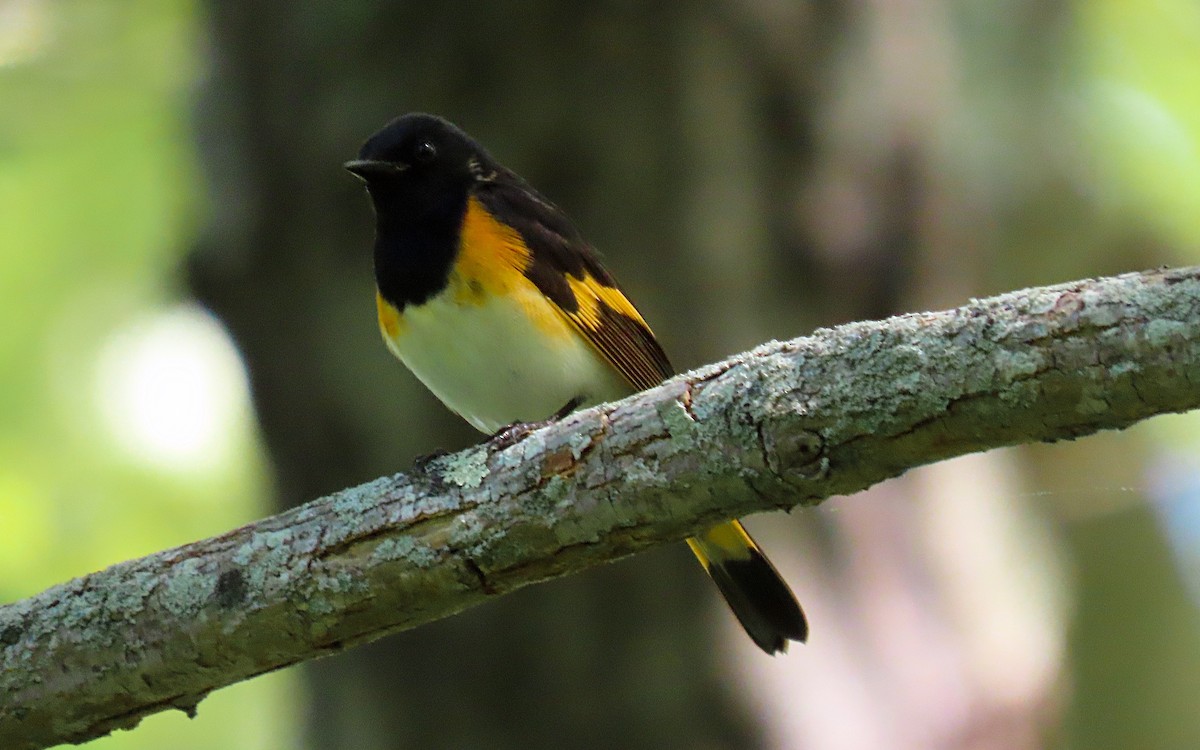 American Redstart - ML619511635