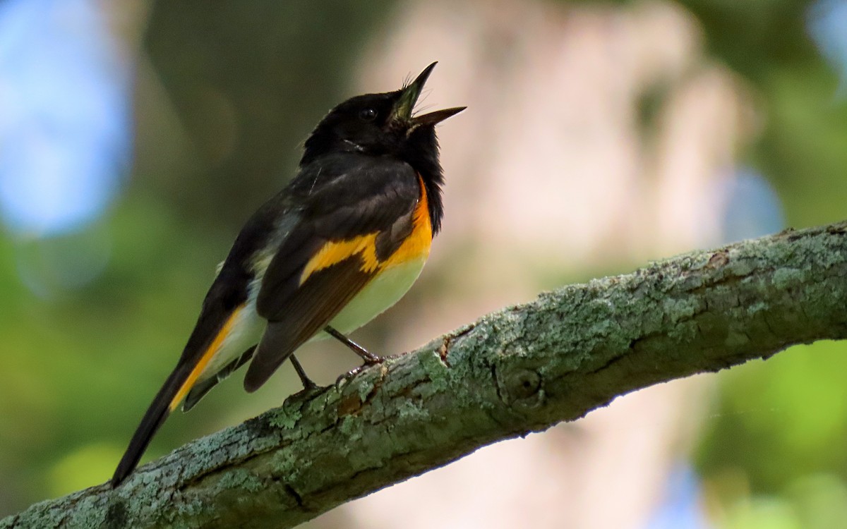 American Redstart - Jim O'Neill