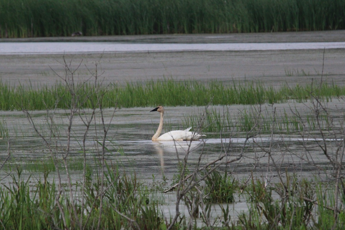 Trumpeter Swan - Kevin Wistrom