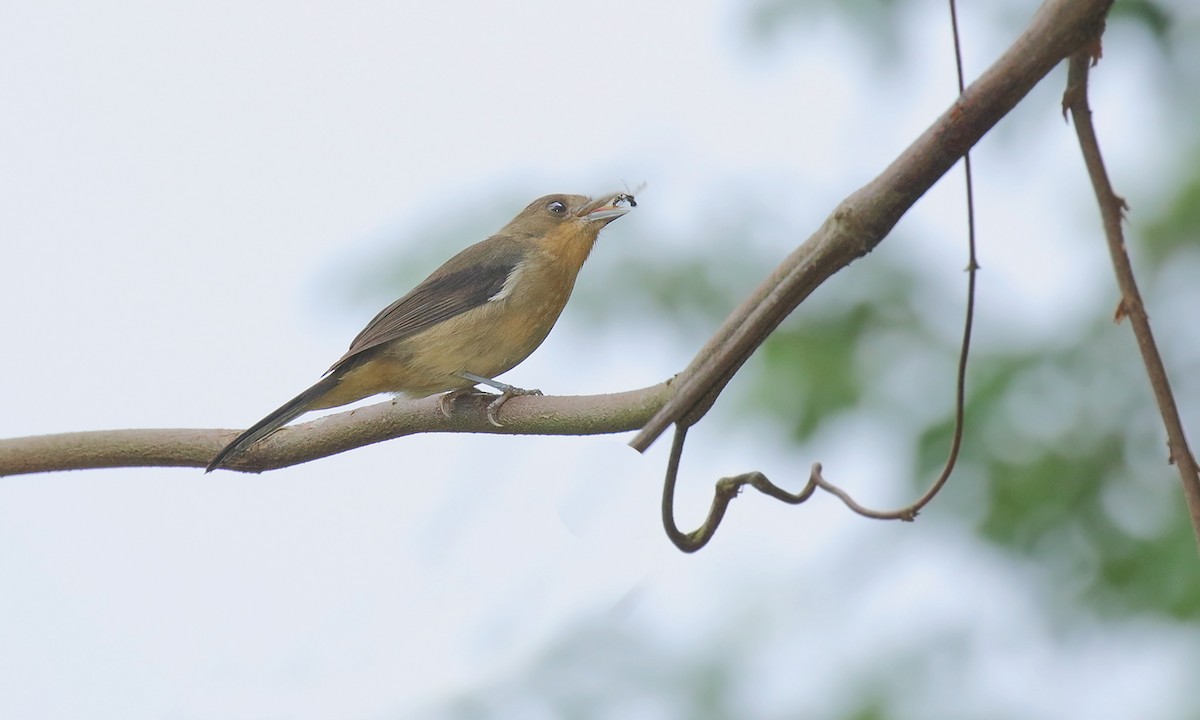 Black-goggled Tanager - Adrián Braidotti