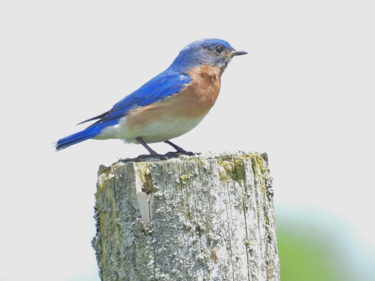 Eastern Bluebird - Deb Diane