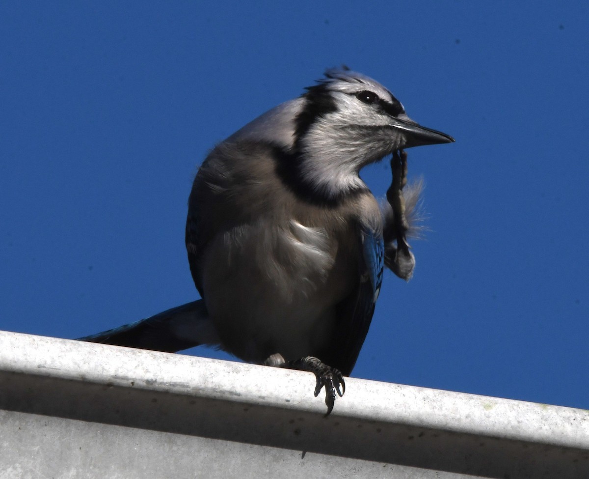 Blue Jay - David True