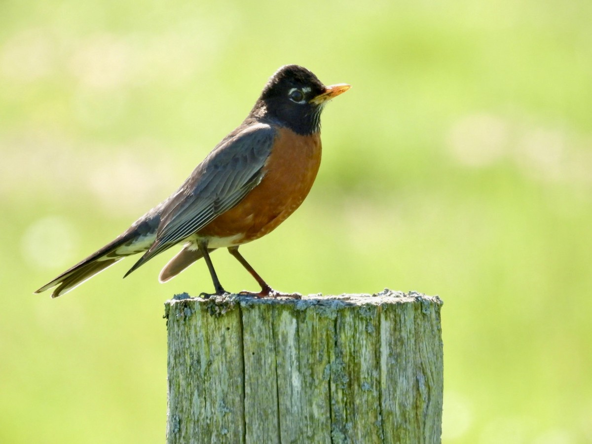 American Robin - Deb Diane