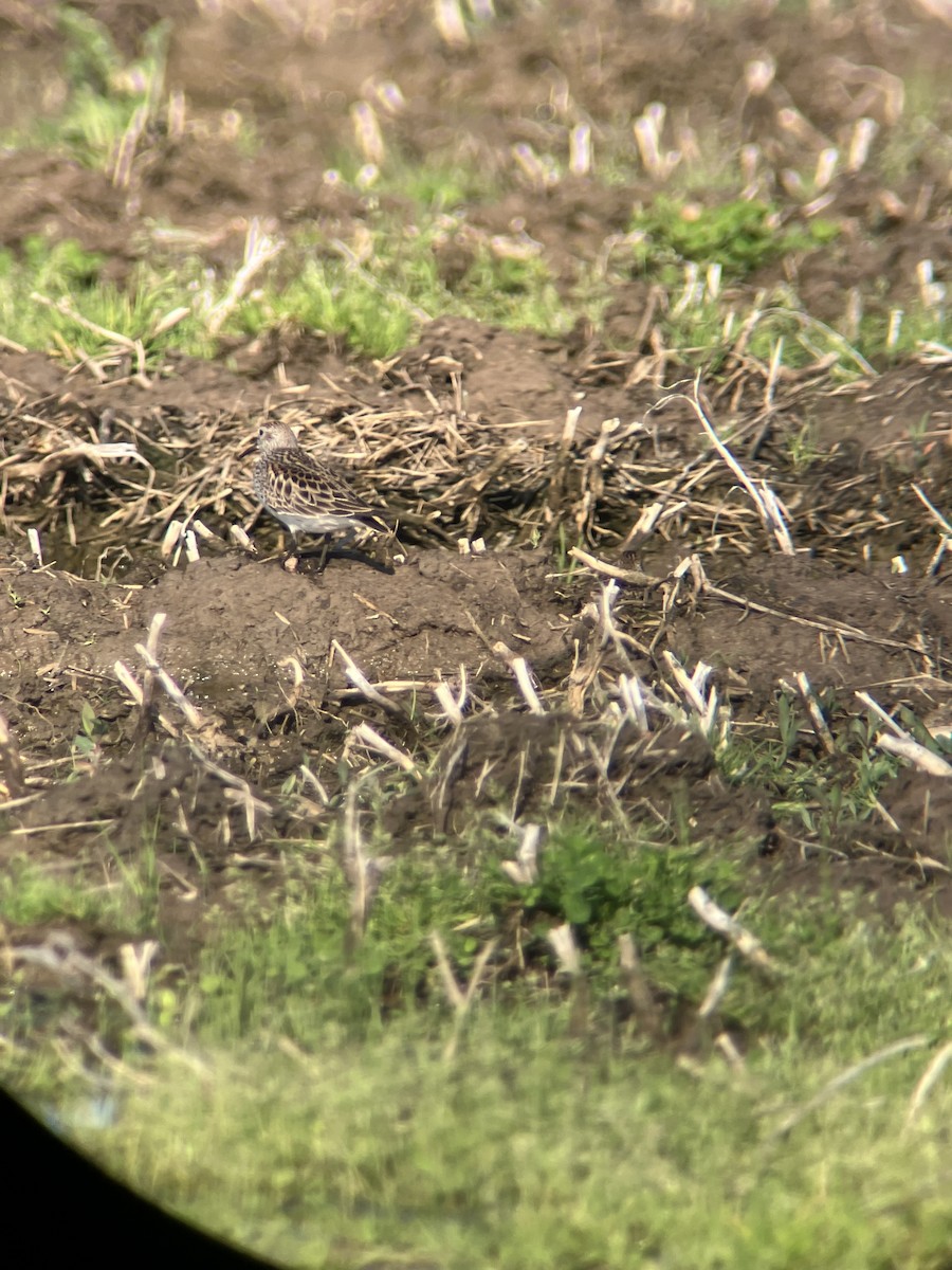 White-rumped Sandpiper - Patrick Papiernik