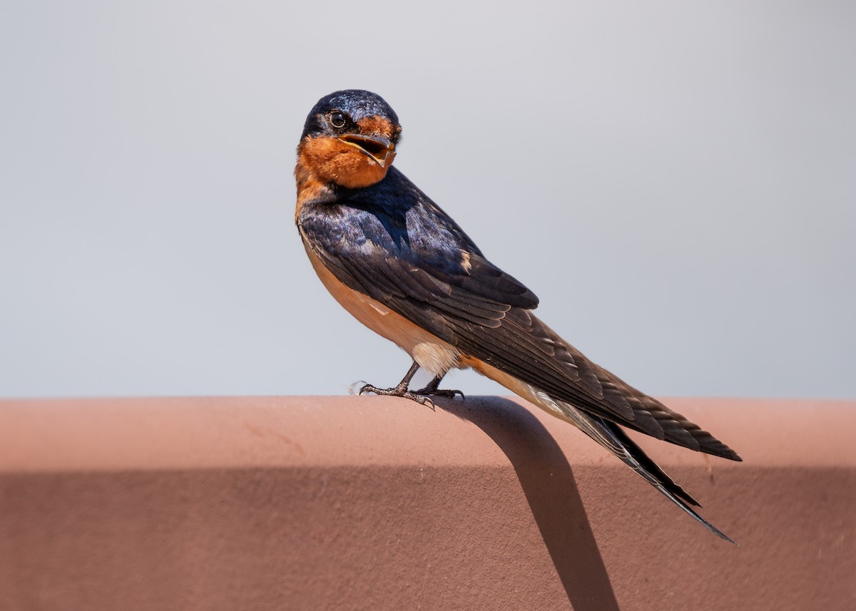 Barn Swallow - Dori Eldridge