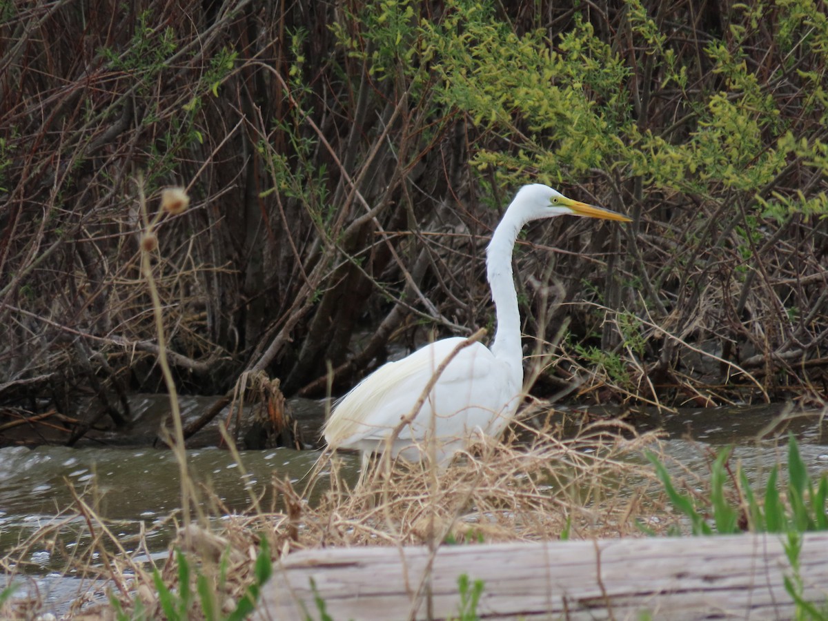 Great Egret - Charles Seniawski