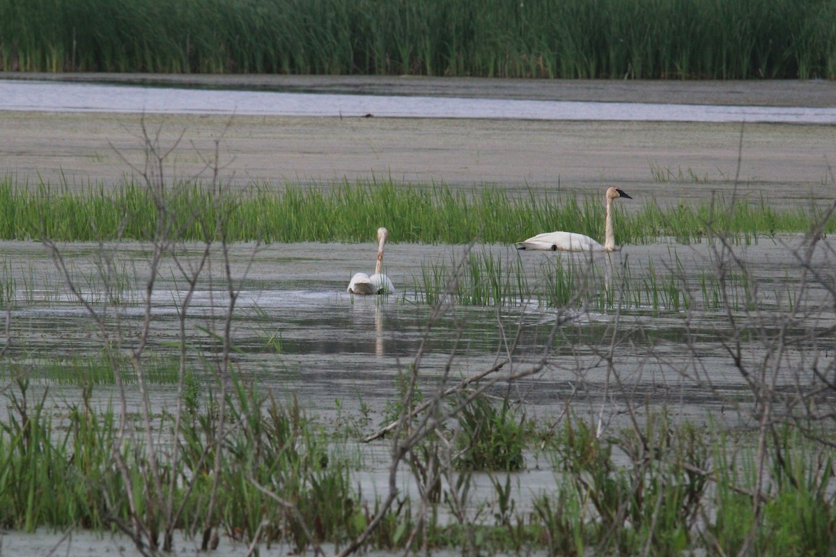 Trumpeter Swan - Kevin Wistrom